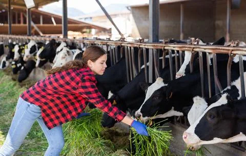 Hardworking young girl on a livestock farm feeds the cows freshly cut grass Stock Photos