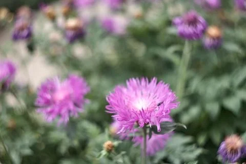 Hardy Blue Aster Flowers Close-up in the garden Foto stock