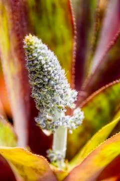 Hardy Bromeliad Foto stock