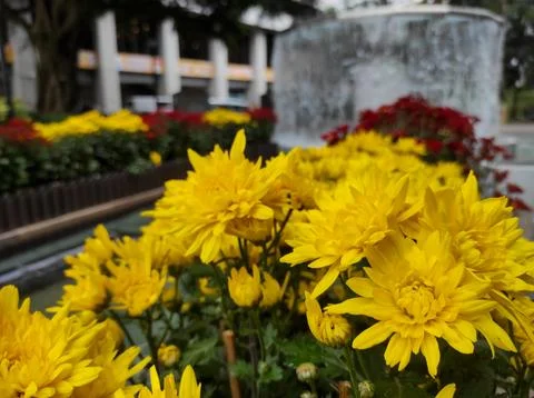 Hardy chrysanthemums Stock Photos