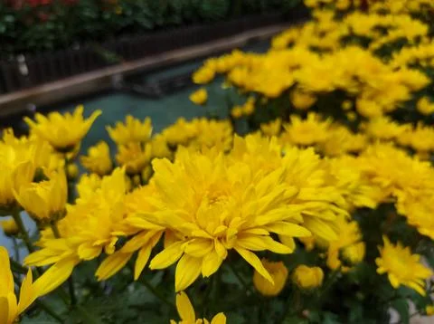 Hardy chrysanthemums Stock Photos