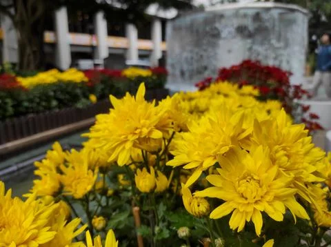 Hardy chrysanthemums Stock Photos