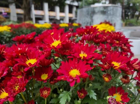 Hardy chrysanthemums Stock Photos