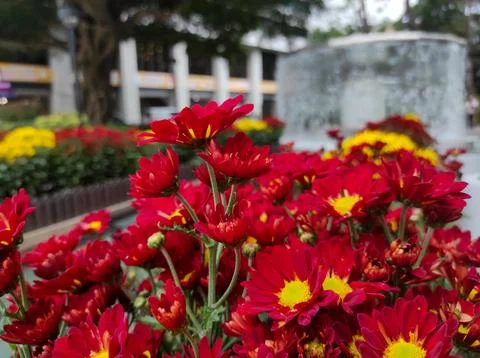 Hardy chrysanthemums Stock Photos