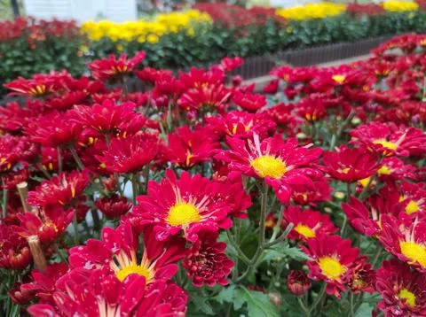 Hardy chrysanthemums Stock Photos