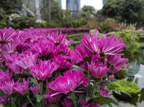 Hardy chrysanthemums Stock Photos