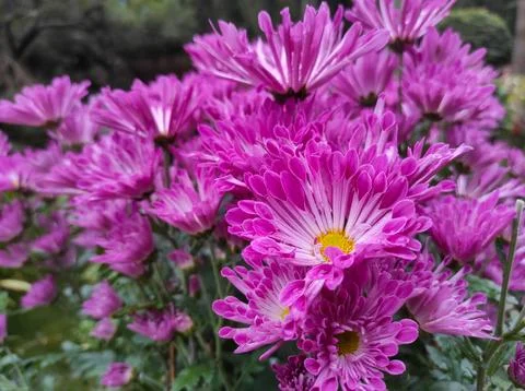 Hardy chrysanthemums Stock Photos