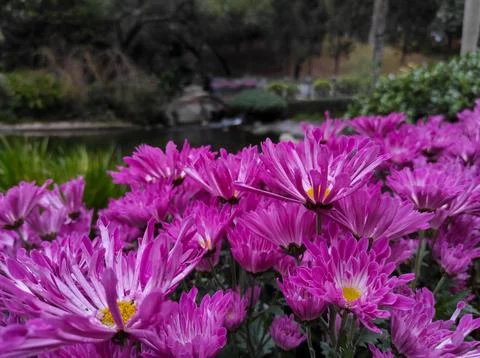 Hardy chrysanthemums Stock Photos