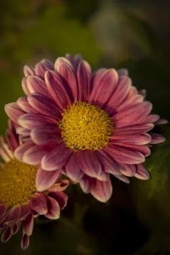 Hardy garden Stock Photos