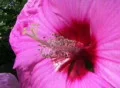Hardy Hibiscus Macro Footage