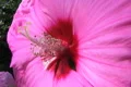 Hardy Hibiscus Macro Footage