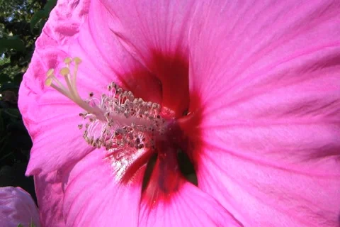 Hardy Hibiscus Macro Stock Footage 2798208