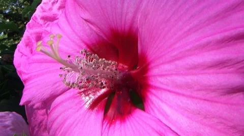 Hardy Hibiscus Macro 動画素材 8646587