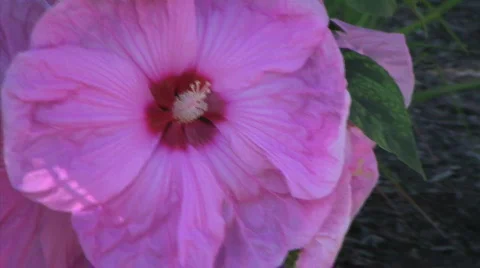 Hardy Hibiscus Pan Stock Footage 97977