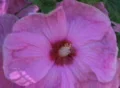 Hardy Hibiscus Pan Footage