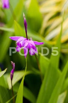 Hardy orchids Stock Photos