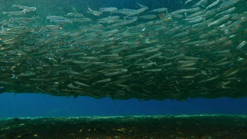Hardyhead Silversides Atherina forms from huge cluster in enormous shoal during Video stock 336511950