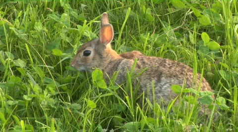 Hare 02 Видео 119826