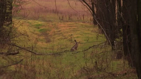 Hare among the trees Stock Footage 166892755