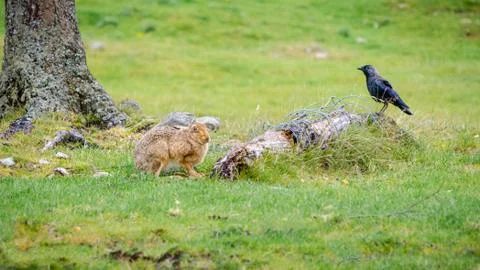 The Hare and the Jackdaw 库存照片