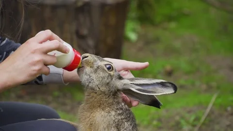 A hare is bottle-fed milk by a human in Wildlife Rehabilitation Centre Stock-Footage 293189796