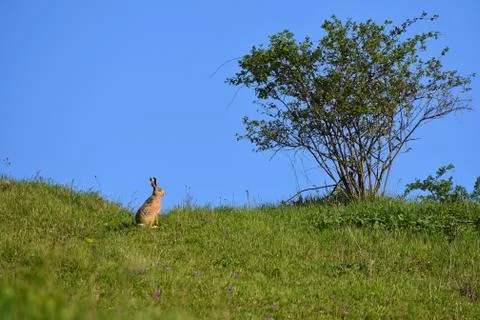 Hare - Bunny and tree. Spring natural background with animal. Photos
