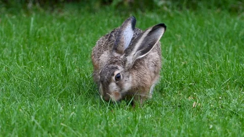 Hare busy eating grass on a rainy September day Stock Footage 115515543