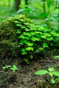Hare cabbage in the forest. Hilotelephium. Stock Photos