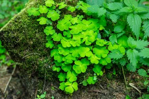 Hare cabbage in the forest. Hilotelephium. Stock Photos