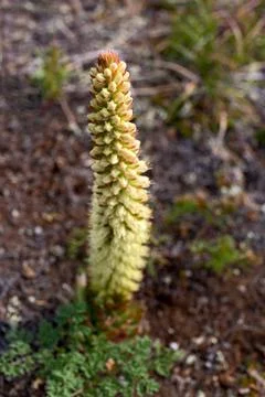 Hare cabbage Stock Photos