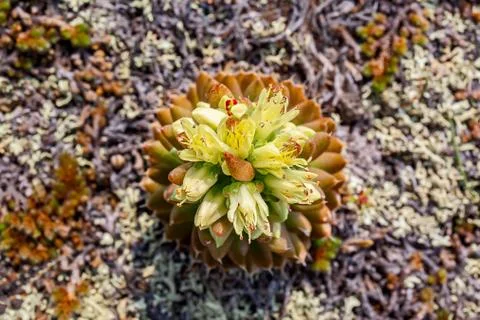 Hare cabbage Foto stock