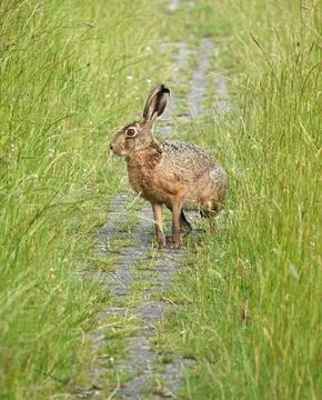 A hare that changes his mind about his running direction Stock Photos