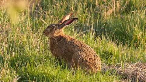 Hare chewing blade of grass Stock Footage 76830485