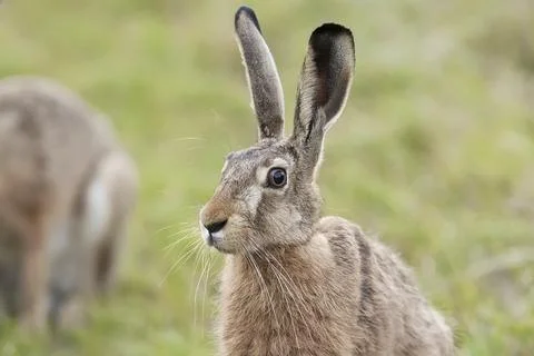 Hare in a clearing a portrait Stock Photos