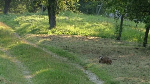 Hare on country path in summer Stock Footage 311431911