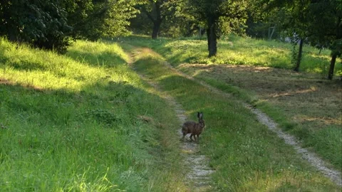 Hare on country path in summer Stock Footage 311431945