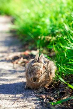 Hare - cowering - high size Stock Photos