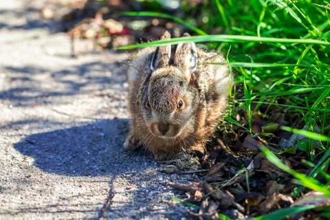 Hare - cowering Stock Photos