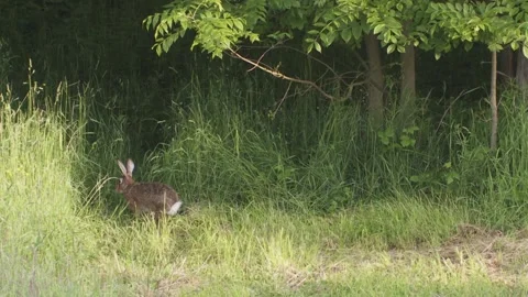 Hare disappears in the tall grass Stock Footage 303210539