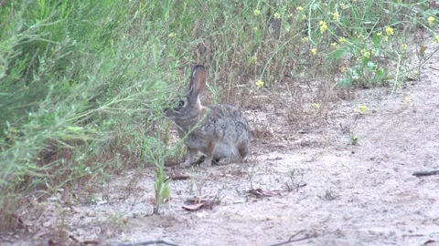 Hare eating Stock Footage 193993294