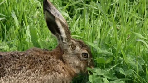 Hare eating grass on a meadow Stock Footage 303210440