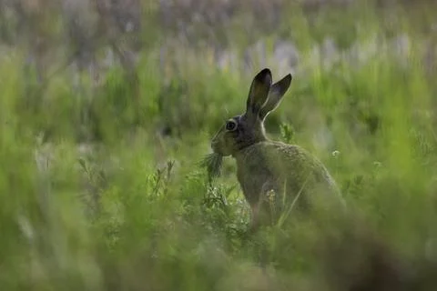 A hare eating plants Foto stock