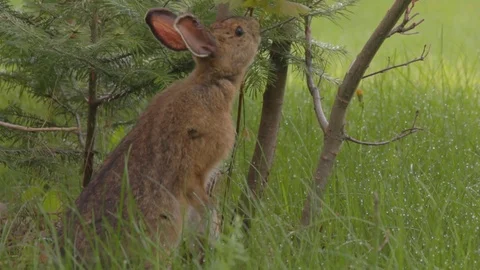 Hare eating tree in nice watery grass. Stock Footage