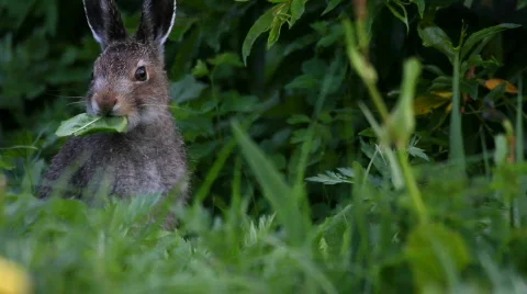 The hare eats a grass Video stock 848782