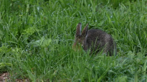 The hare eats a grass Stock-Footage 848821
