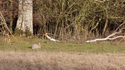 A hare eats in a plain then start running Stock Footage 104489890