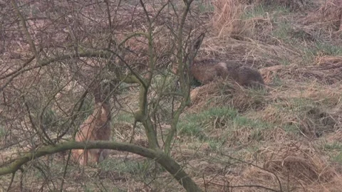 Hare at the edge of a meadow in spring Stock Footage 265420293