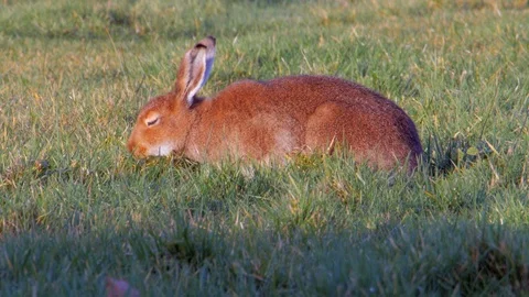 Hare Enjoys Breakfast Stock-Footage 98279647