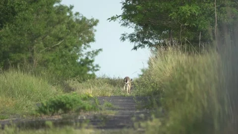 Hare escape, 4K Video stock 221239237