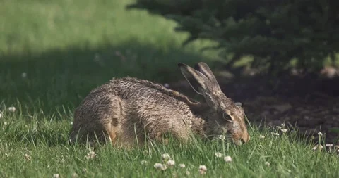 Hare feeding on fresh grass Stock Footage 135073430
